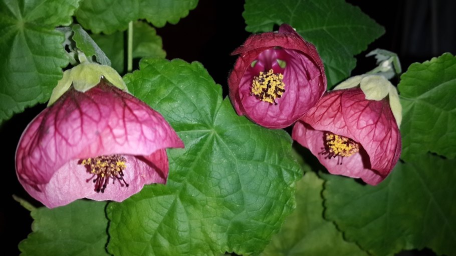 Абутилон Белоснежка