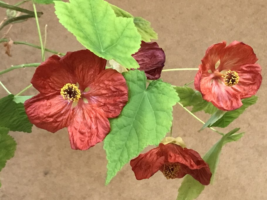 Абутилоны махровые