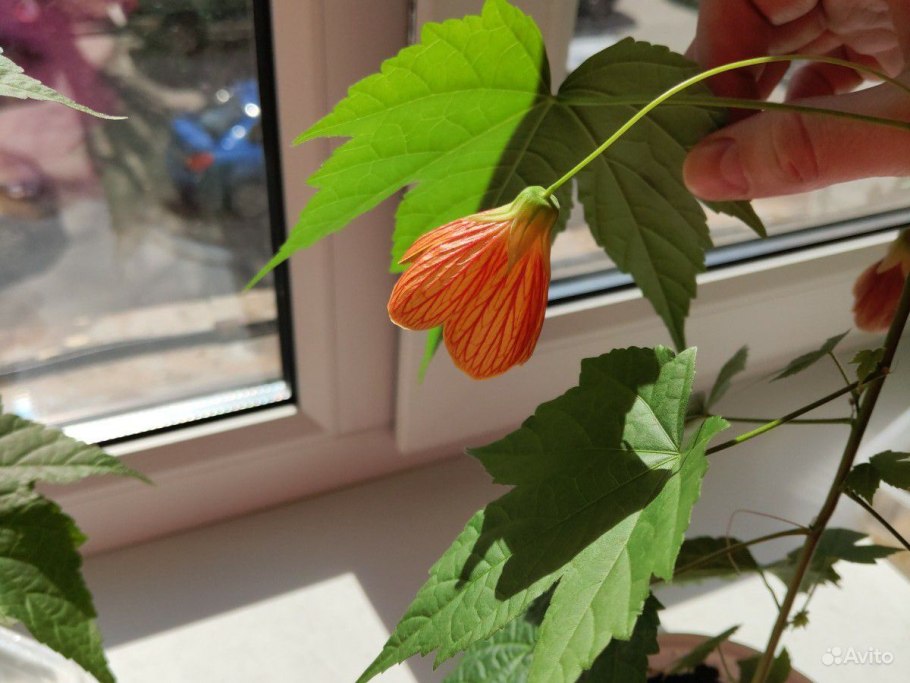 Абутилон мраморный