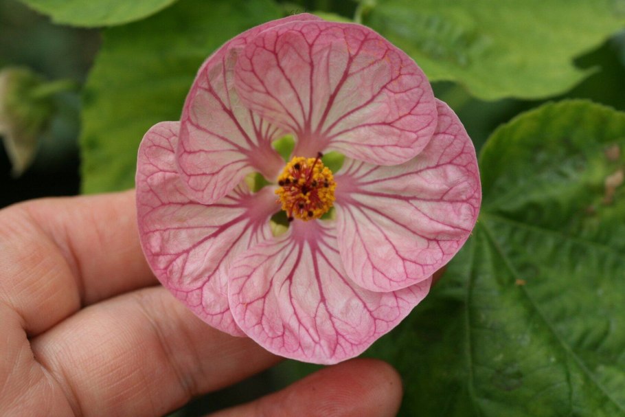 Абутилон Диана