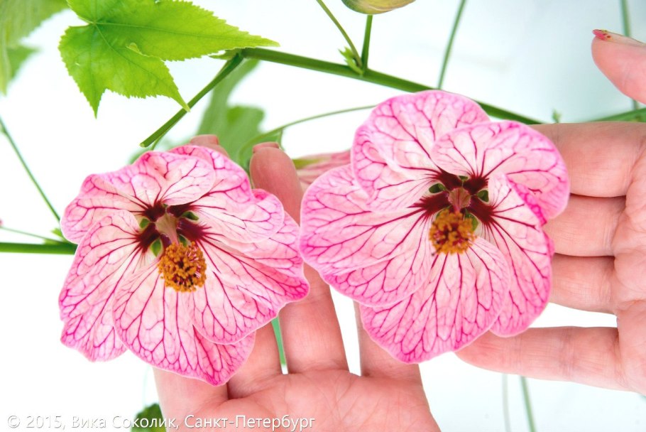 Абутилон мадам Баттерфляй описание