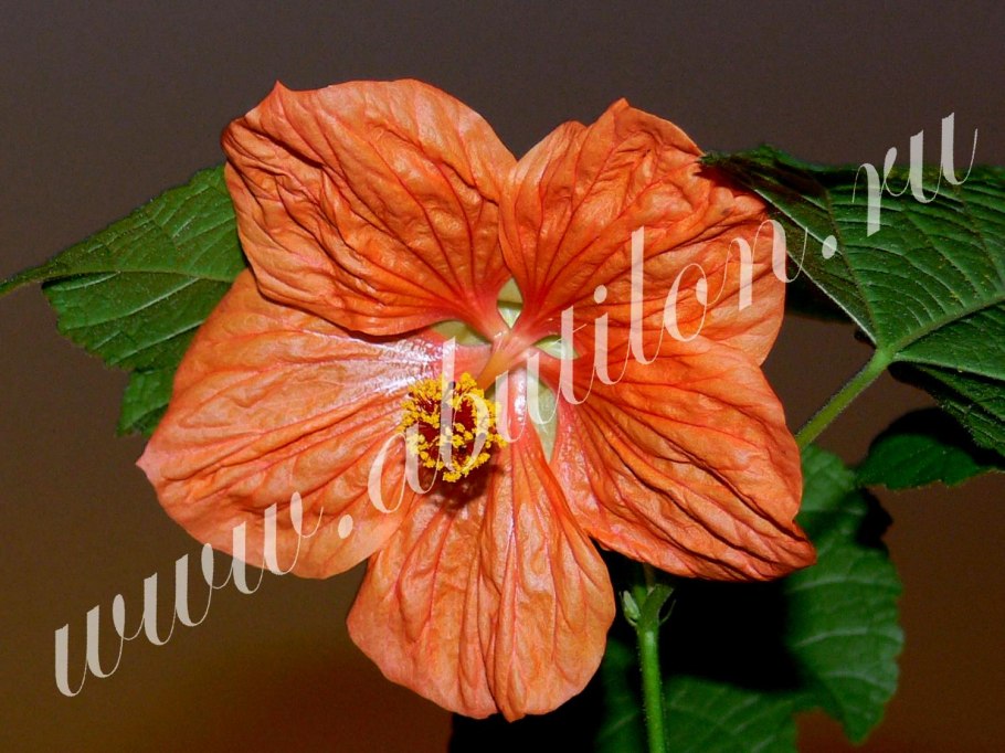 Абутилон Диана