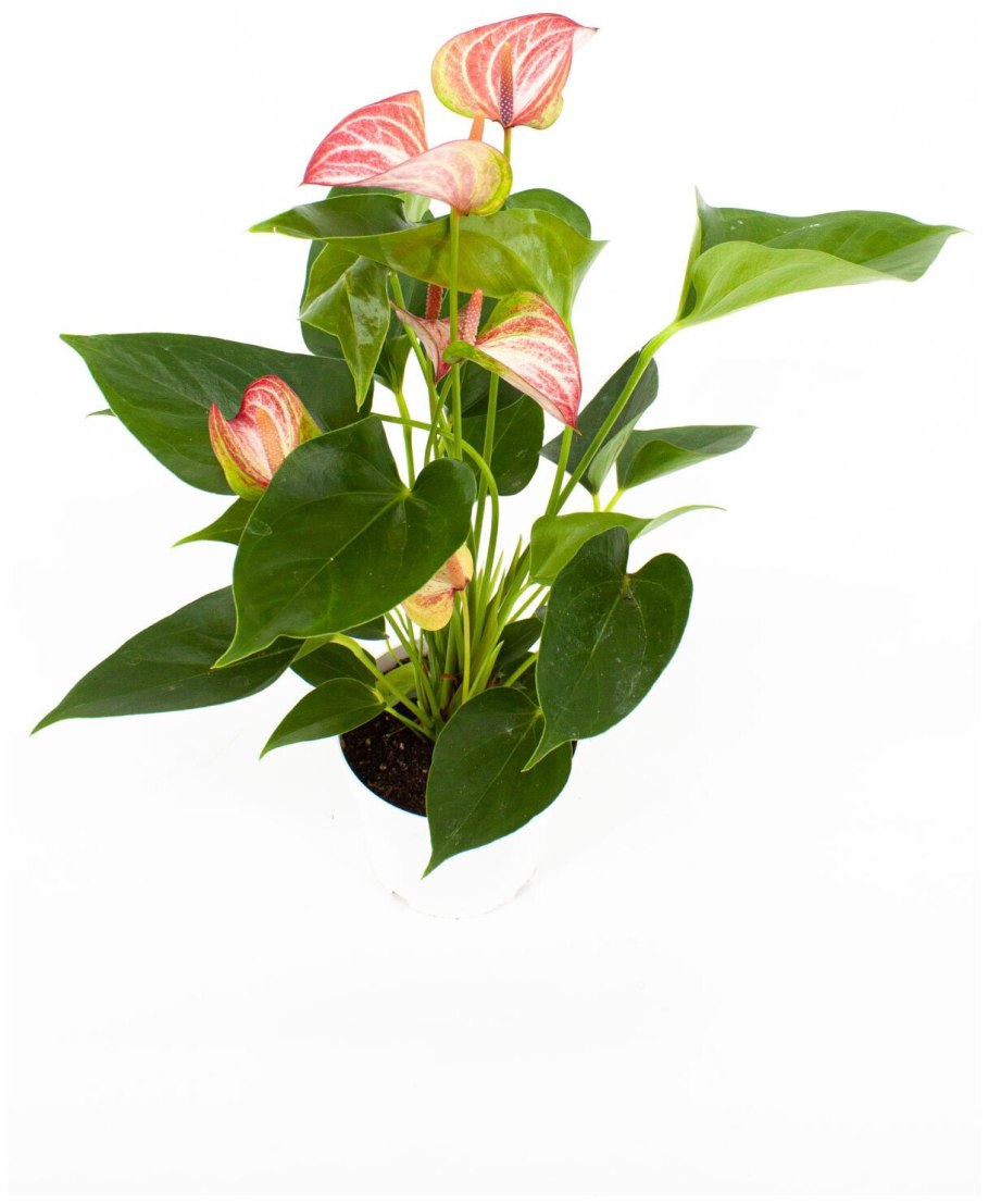 Антуриум Ливиум ред