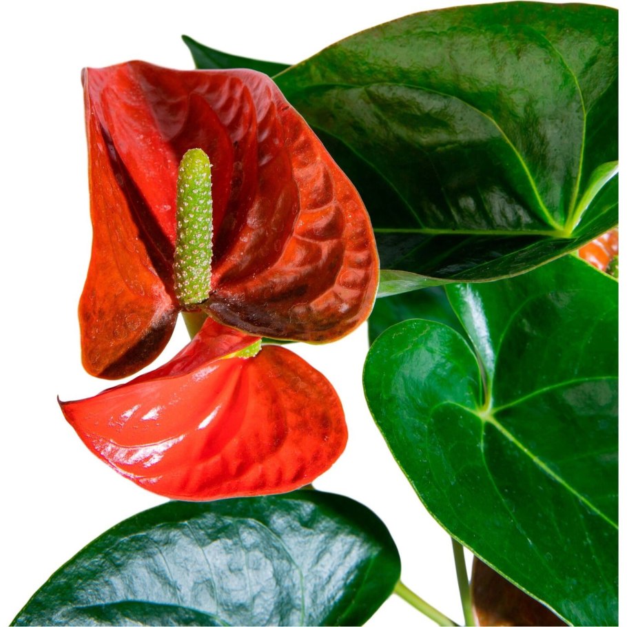 Антуриум принцесса Амалия Элеганс