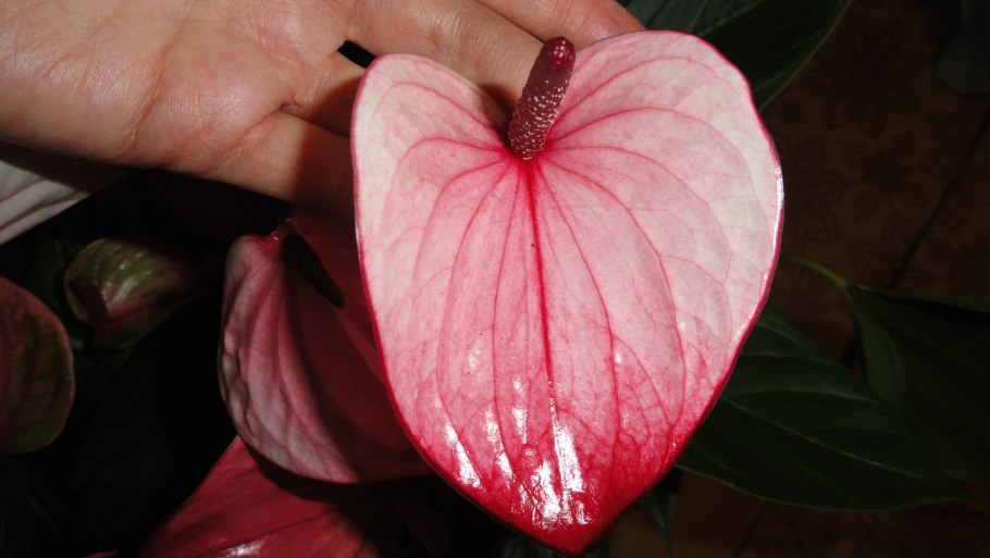 Антуриум Алегрия