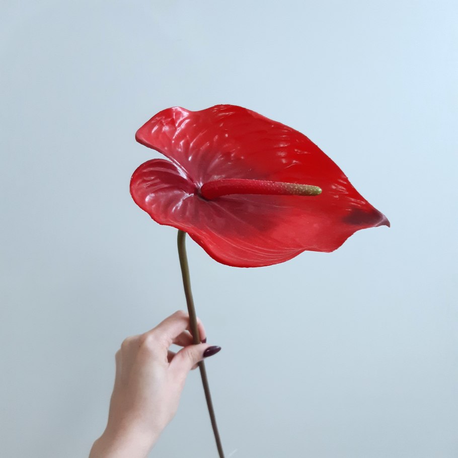 Антуриум виттарифолиум