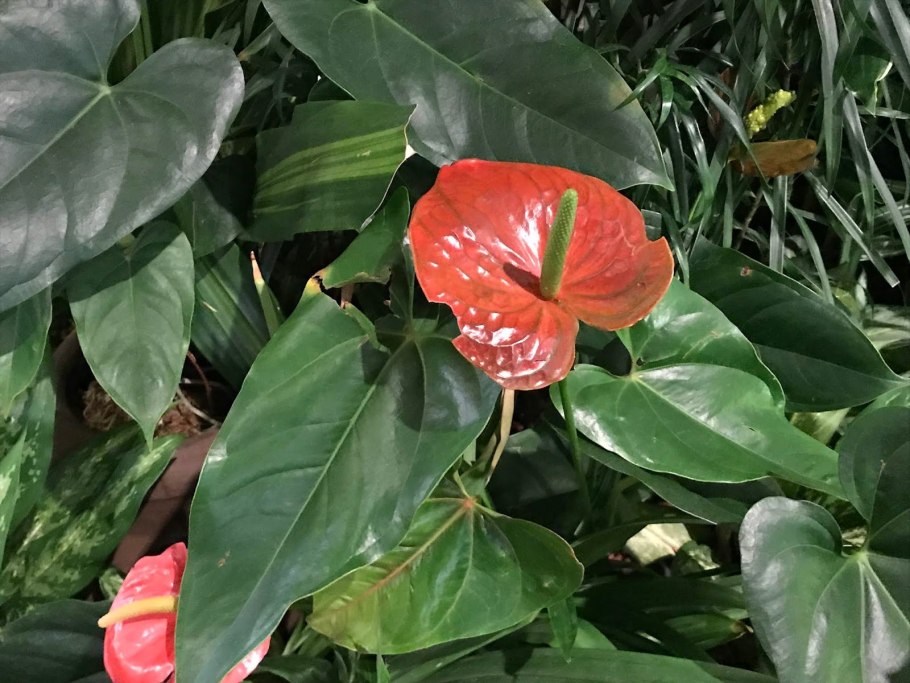 Антуриум Роял чемпион