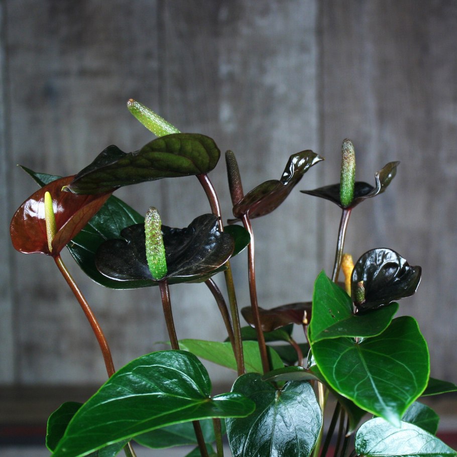 Вентилятор CENTEK CT-5030