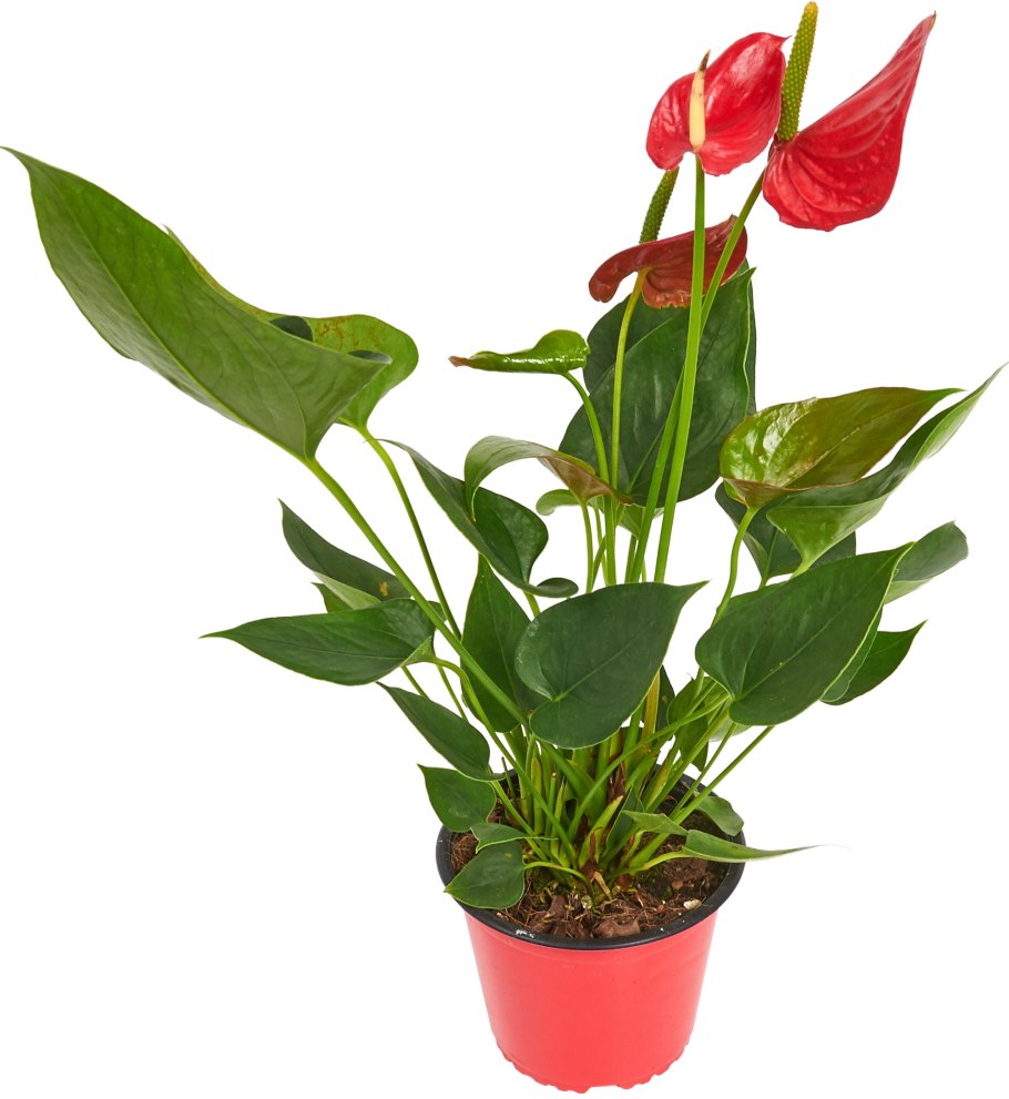 Антуриум Девоут