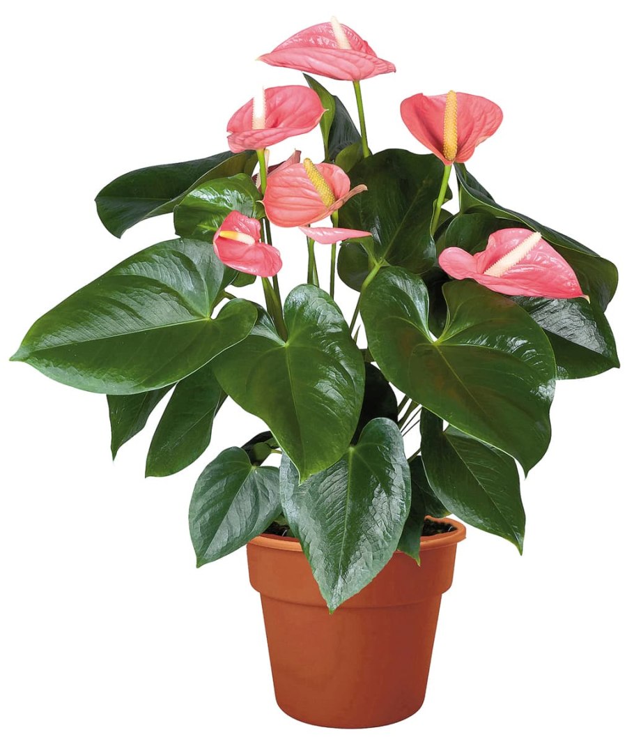 Антуриум Андре микс