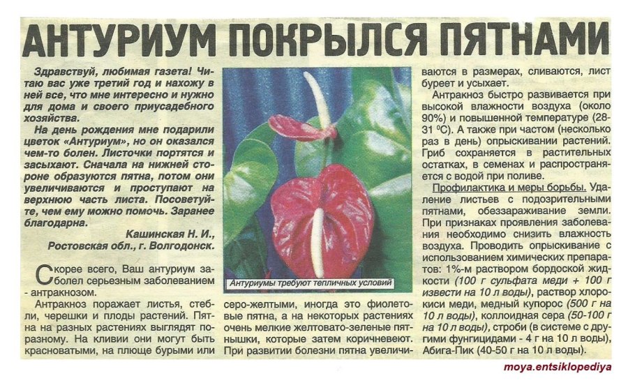 Антуриум Джангл Буш