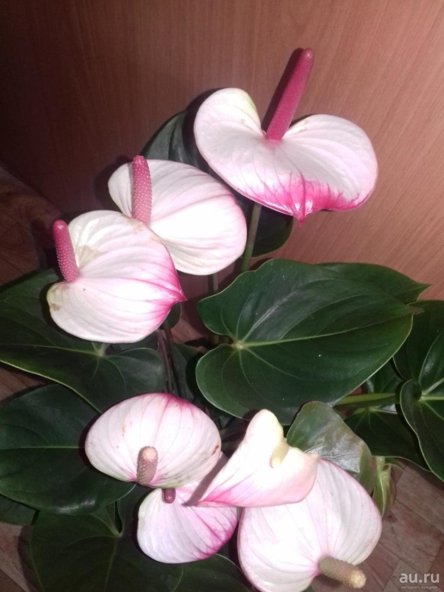 Антуриум Хрустальный