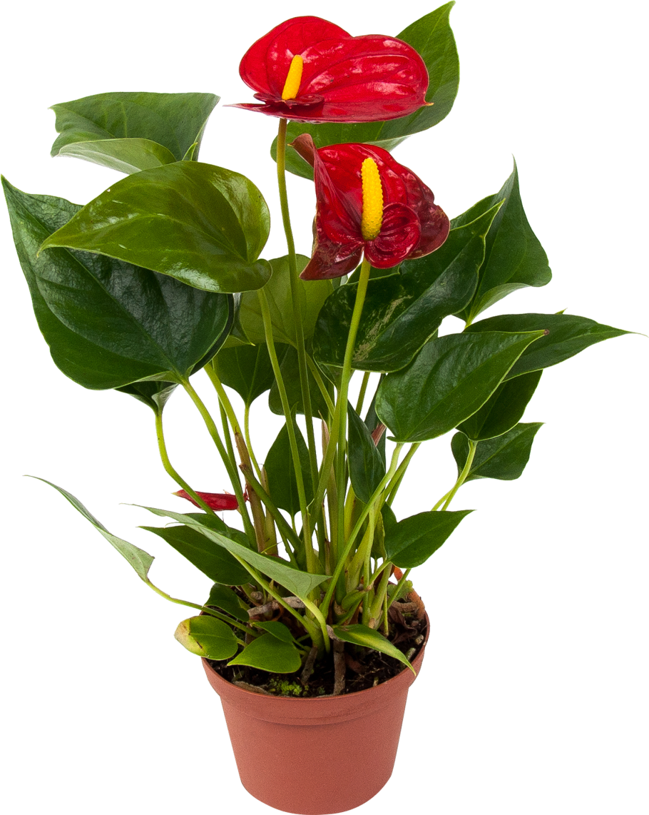 Антуриум приметы и суеверия