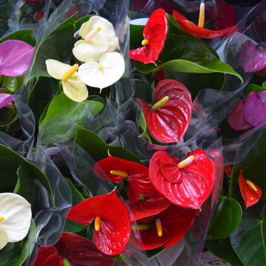 Антуриум с кудрявым носом