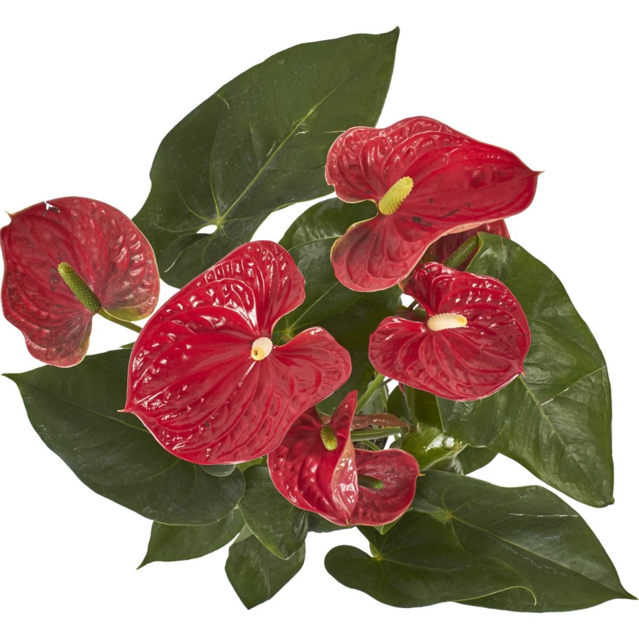 Антуриум Пикассо Блю