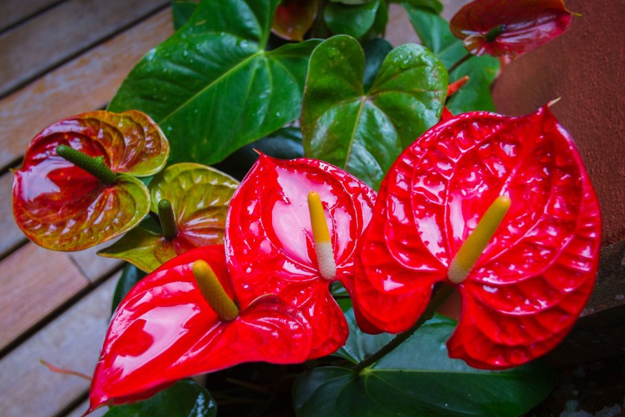 Антуриум Андре фиолетовый