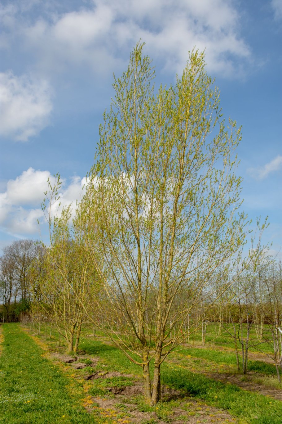 Ива белая “Чермезина” (Salix Alba “Chermesina”)