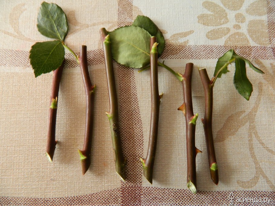 Катальпа размножение черенками