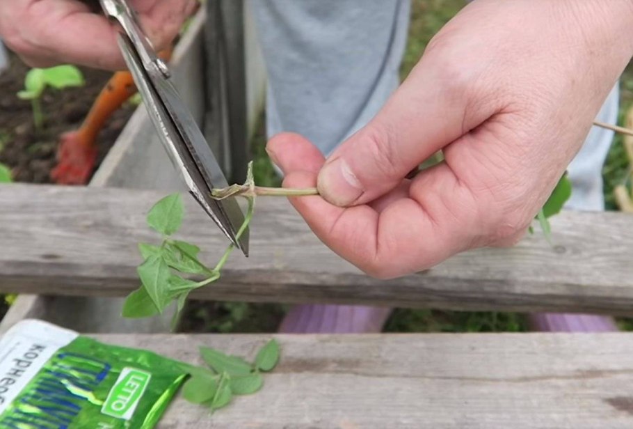 Черенкуем клематисы