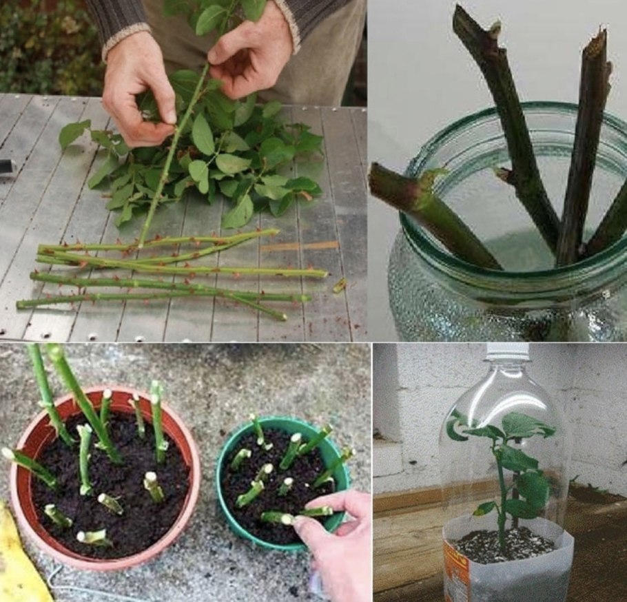 Черенки черенки роз