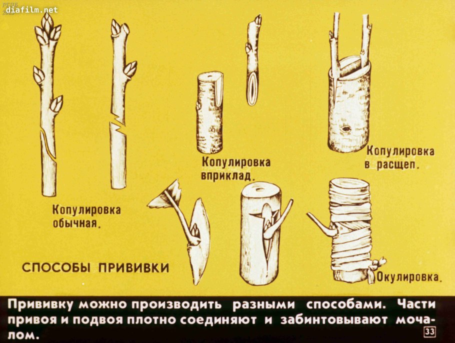 Прививка окулировка и копулировка