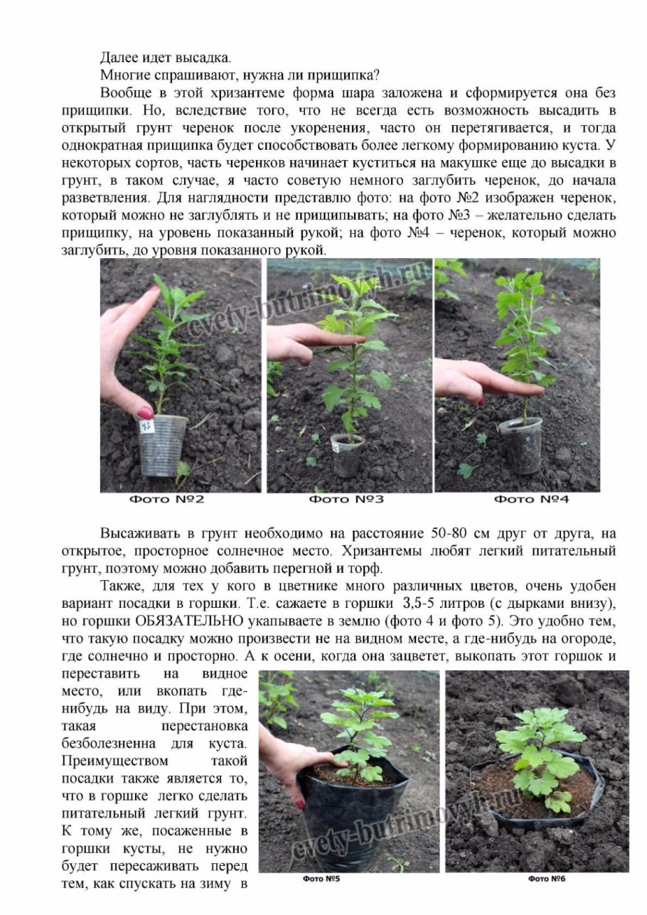 Хризантема мультифлора прищипка