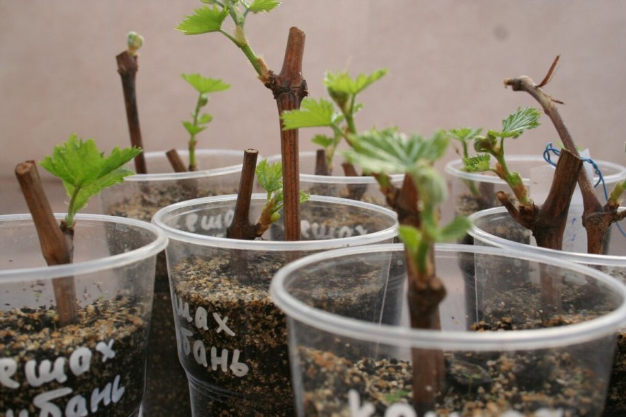 Укоренение черенков в вермикулите