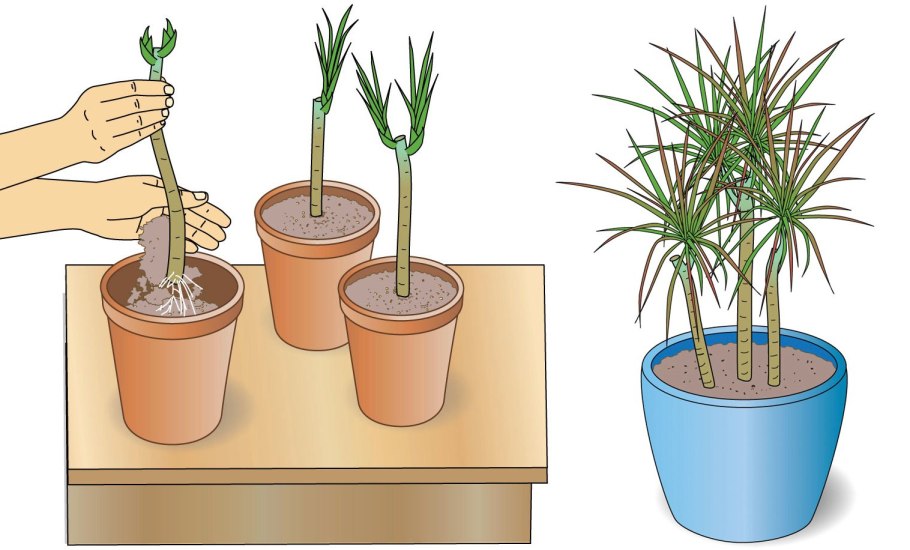 Драцена Маргината Росток