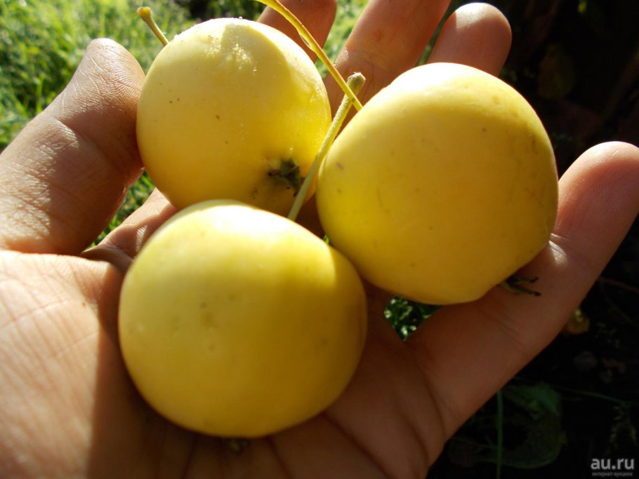 Сорт яблони китайка Золотая