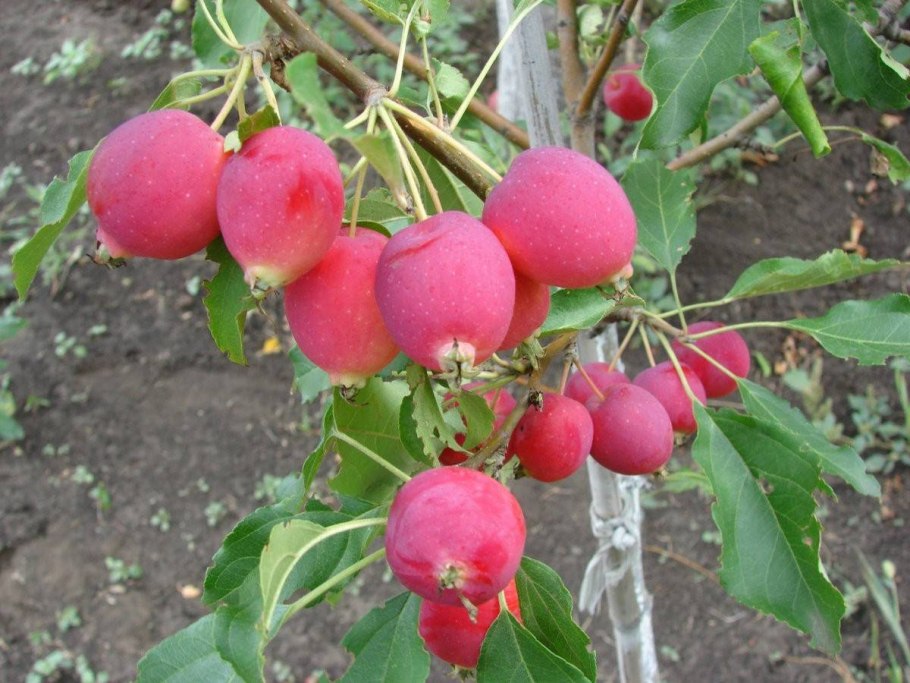 Ранетка яблоня райка