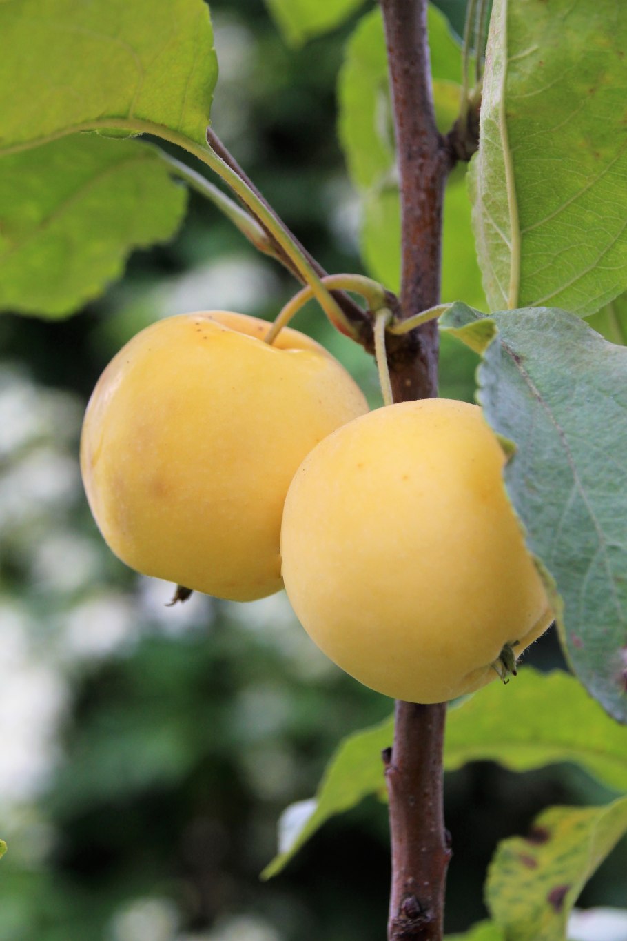Яблоня китайка Золотая