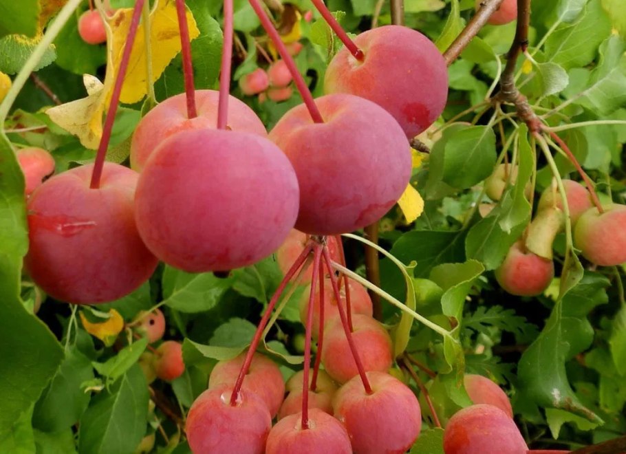 Яблоня китайская сливолистная