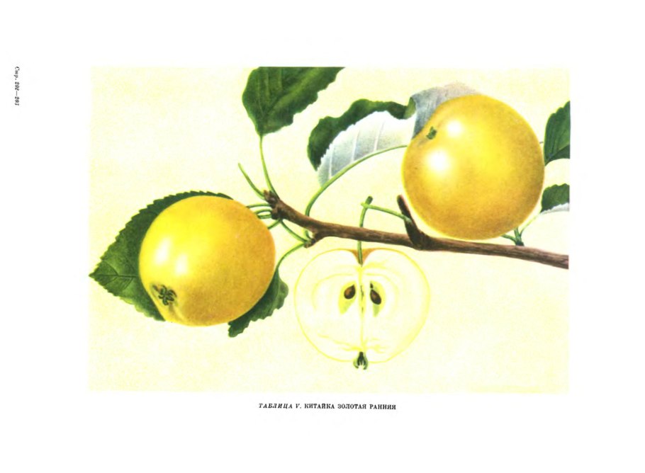 Яблоня китайка Золотая высота