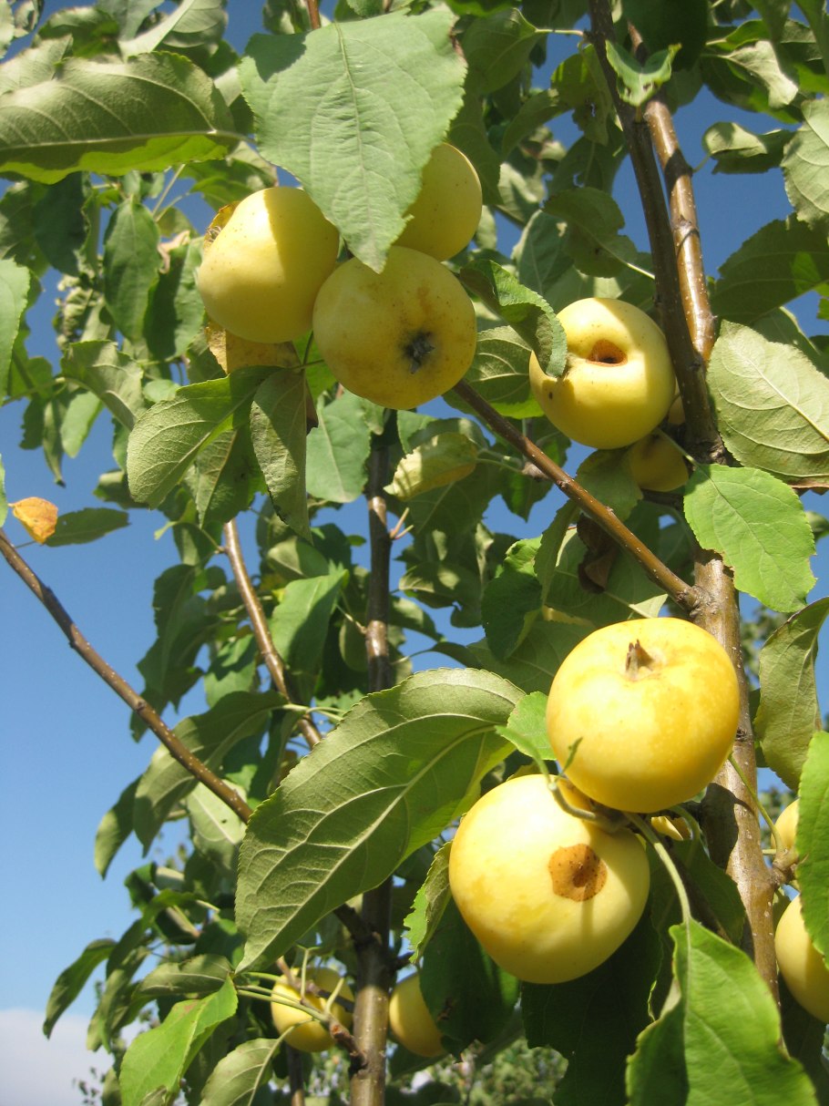 Ранетка Золотая китайка