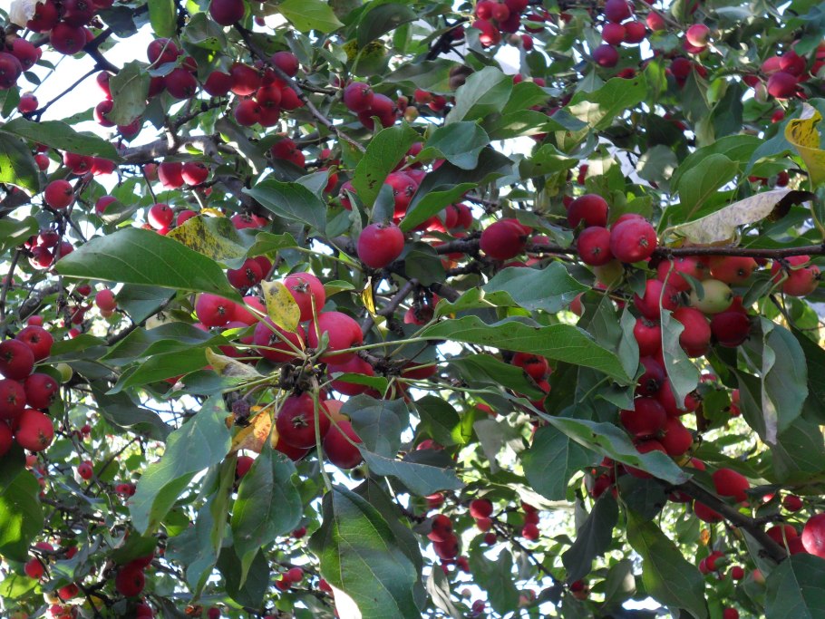 Яблоня сливолистная (Malus prunifolia)