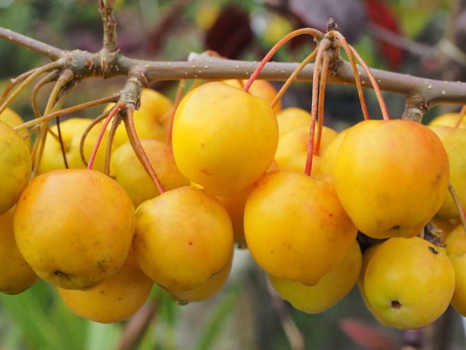 Яблоня китайка Золотая