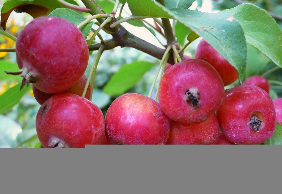 Яблоня китайка Райские яблочки