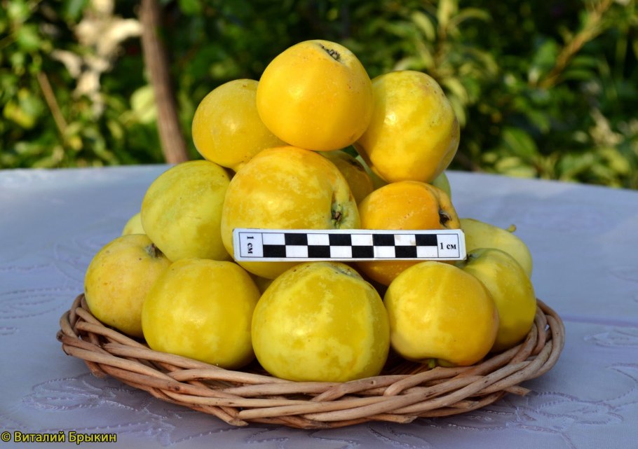 Яблоня Райская колоновидная