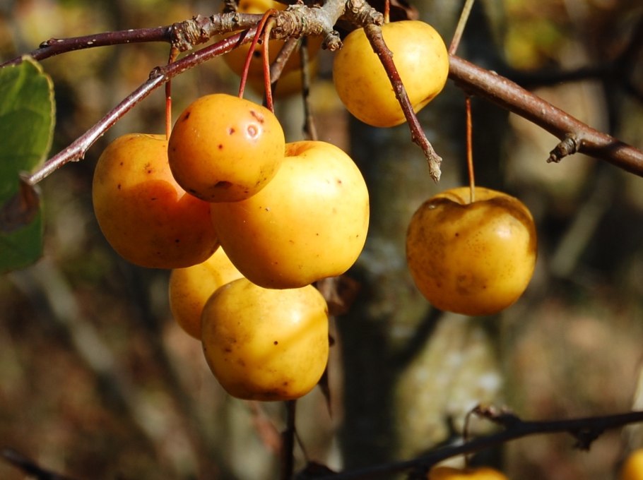 Яблоня ( Malus ) Yellow Siberian