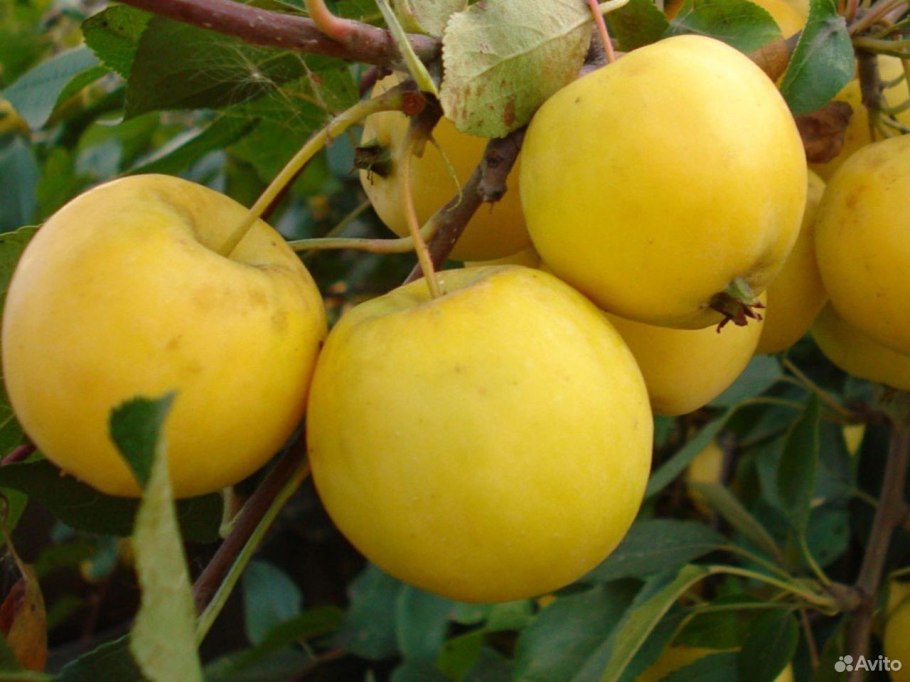 Яблоня штамбовая (на семенном подвое) Уральское наливное