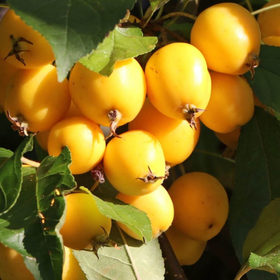 Яблоня китайка Золотая ранняя