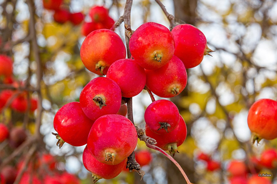 Яблоня сливолистная китайка Золотая