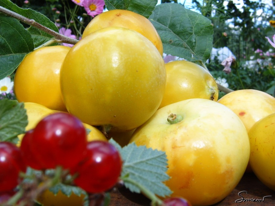 Яблоня Медовка