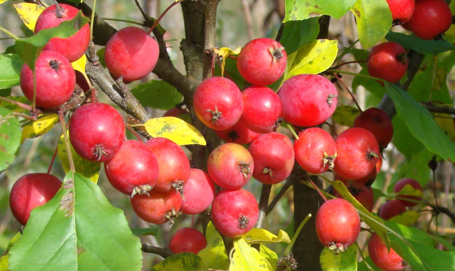 Китайка сливолистная яблоня Ранетка