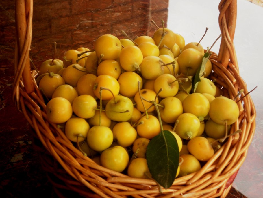 Яблоня Голден Резистент