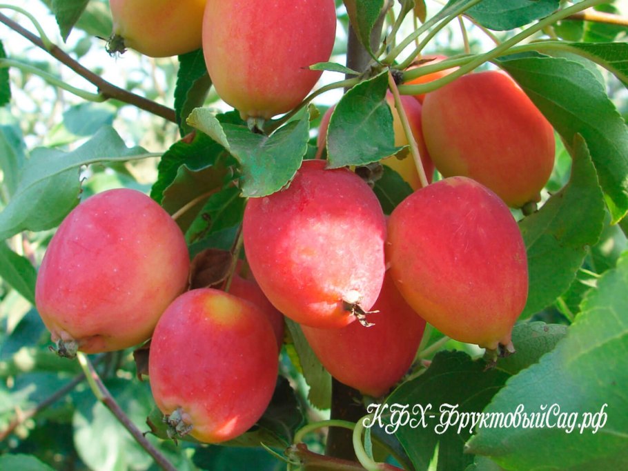 Яблоня китайка Керр