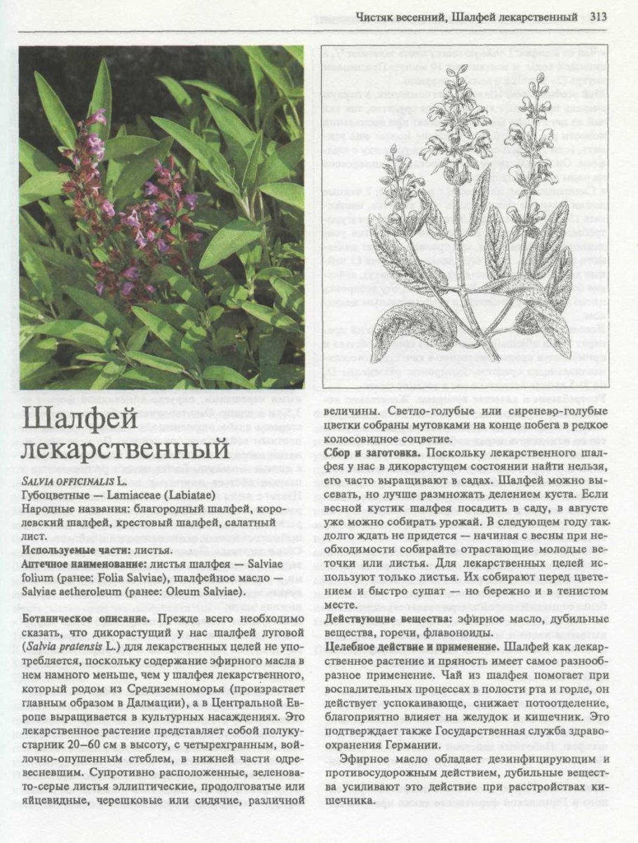 Шалфей лекарственный листья описание