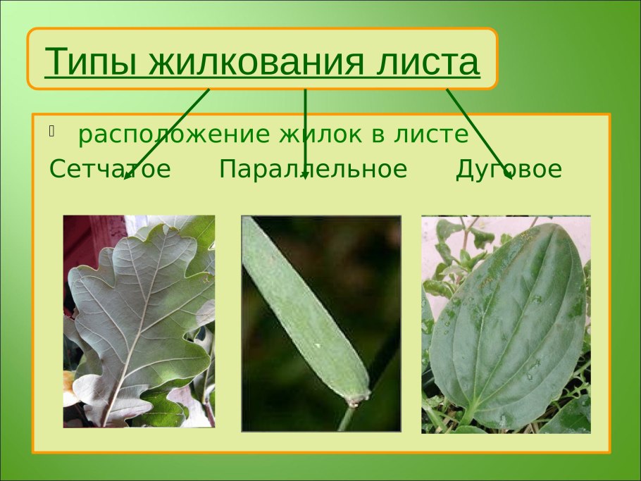 Лист тополя жилкование