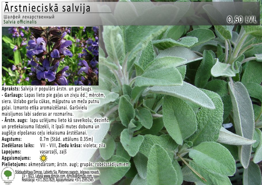 Шалфей Степной гербарий