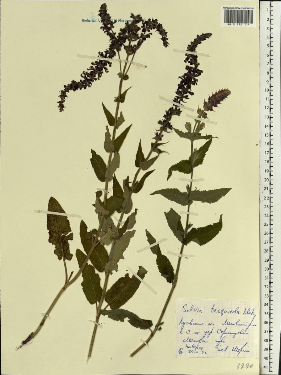 Шалфей вектор